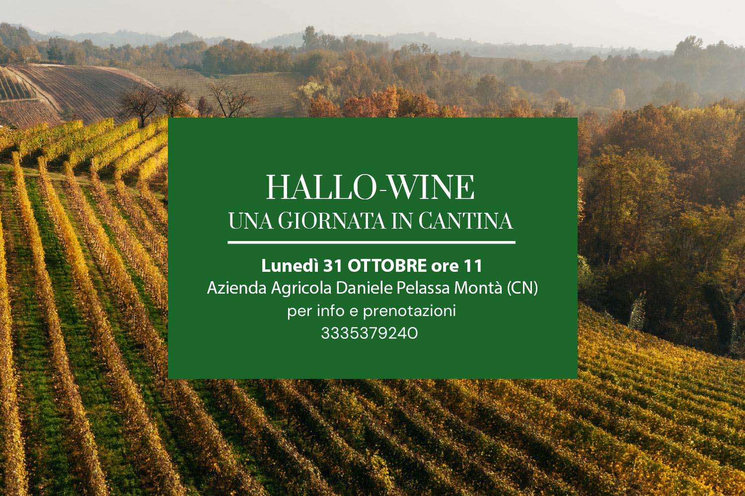 Hallo-wine una giornata in cantina